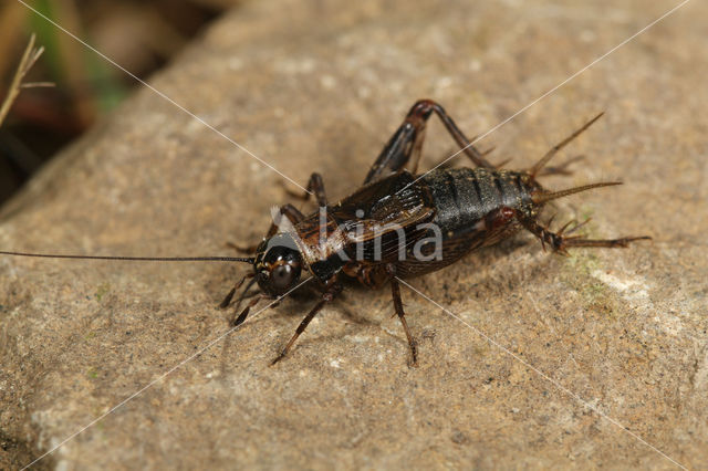 Wood-cricket (Nemobius sylvestris)