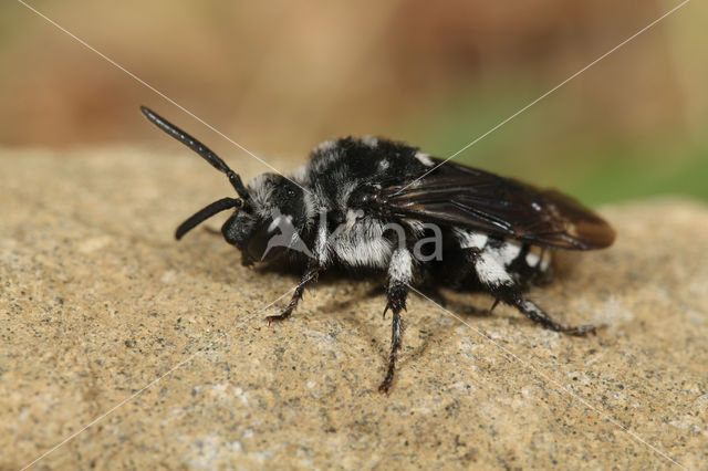 Vlekkenbij (Thyreus orbatus)