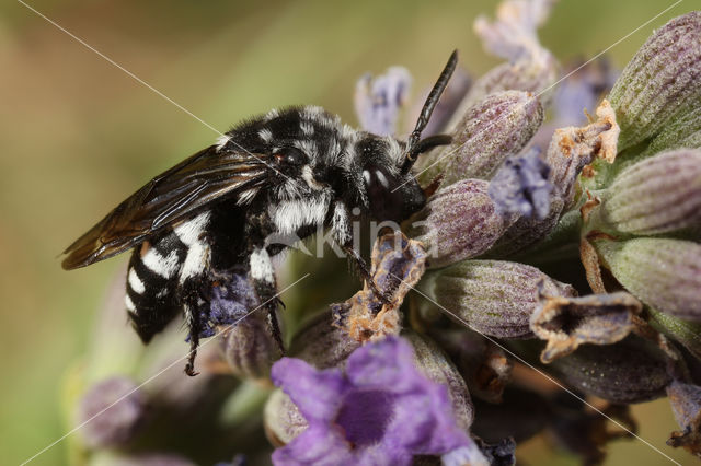 Vlekkenbij (Thyreus orbatus)