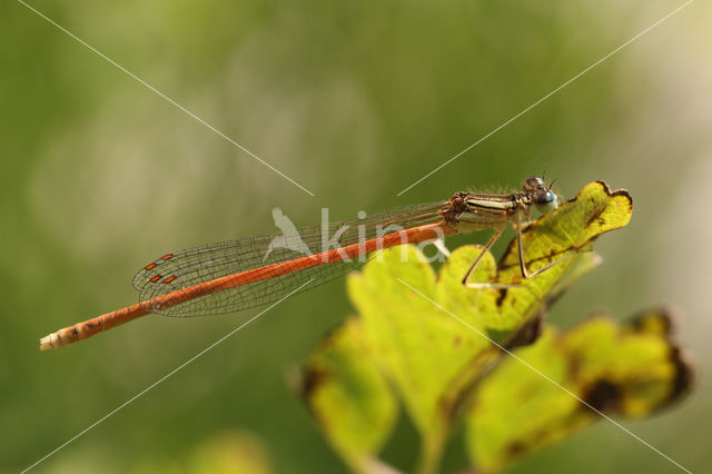 Oranje breedscheenjuffer (Platycnemis acutipennis)