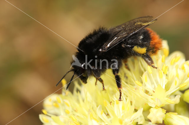 Steenhommel (Bombus lapidarius)