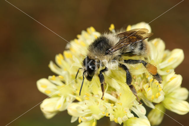 Boshommel (Bombus sylvarum)