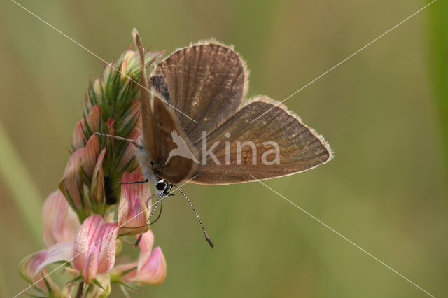 Witstreepblauwtje (Polyommatus damon)