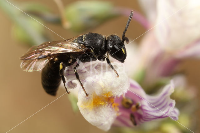 Gewone maskerbij (Hylaeus communis)