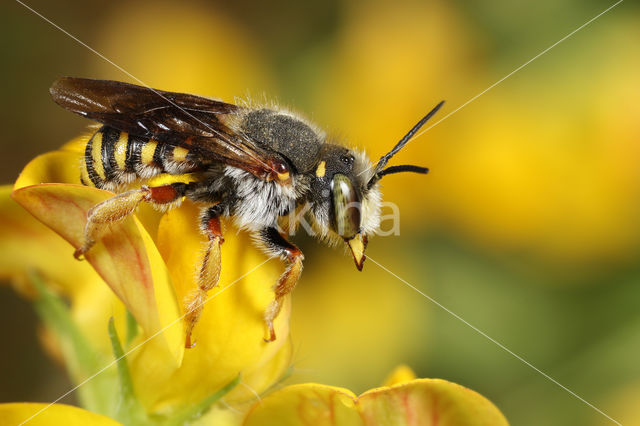 Tweelobbige wolbij (Anthidium oblongatum)