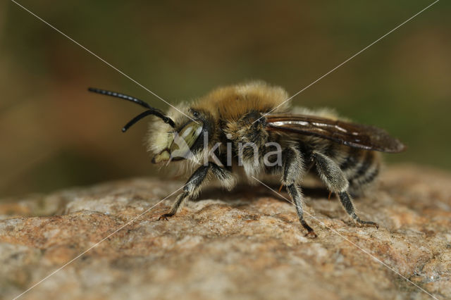 Grote harsbij (Anthidium byssinum)