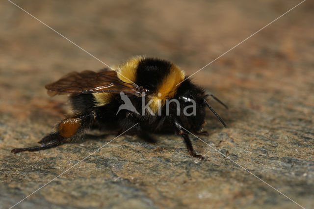 Grote tuinhommel (Bombus ruderatus)