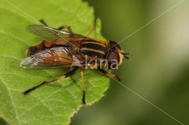 Moeraspendelvlieg (Helophilus hybridus)