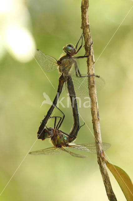 Orange-spotted Emerald (Oxygastra curtisii)