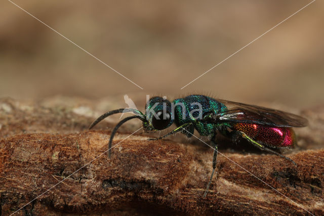 Chrysis subcoriacea