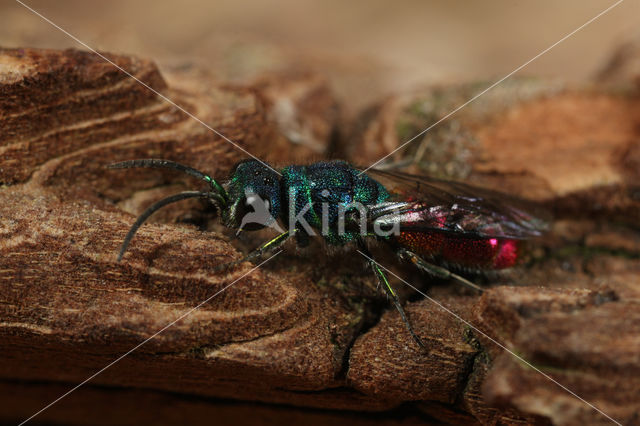 Chrysis subcoriacea