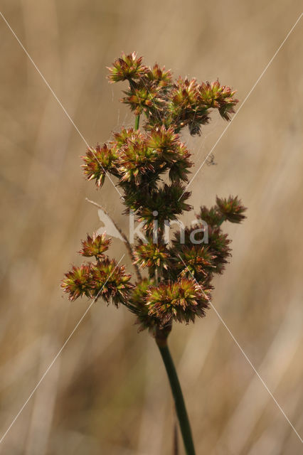 Canadese rus (Juncus canadensis)