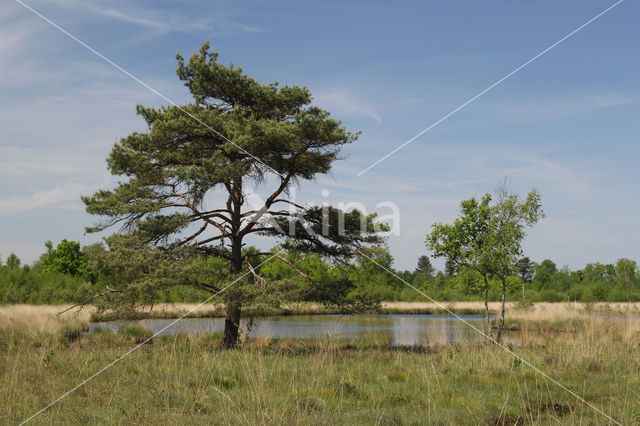 Grove den (Pinus sylvestris)