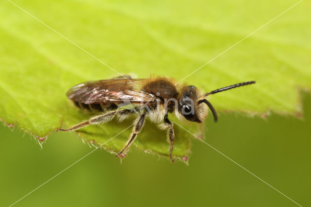 Andrena wilkella