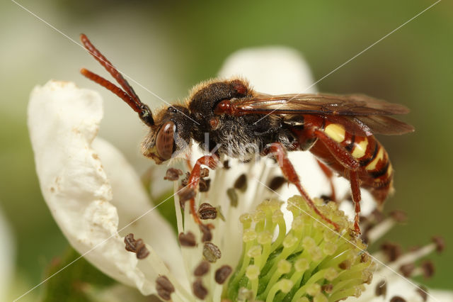 Stomptandwespbij (Nomada striata)