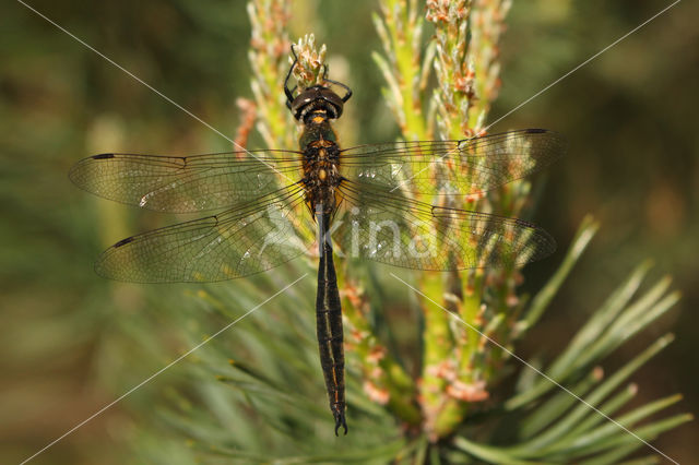 Northern Emerald (Somatochlora arctica)