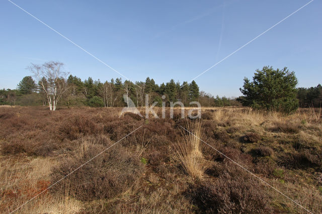 Oirschotse Heide