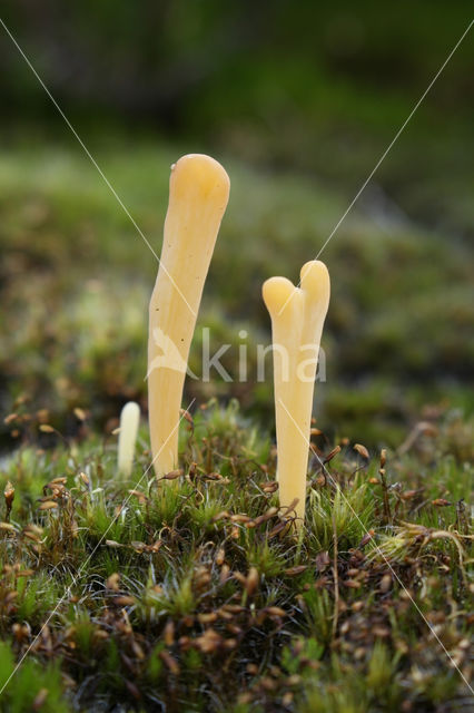 Heideknotszwam (Clavaria argillacea)