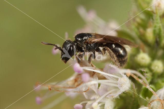 Lasioglossum glabriusculum