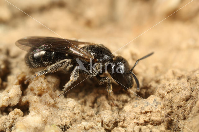 Lasioglossum corvinum