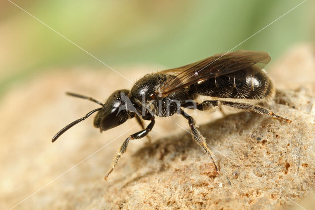 Lasioglossum corvinum