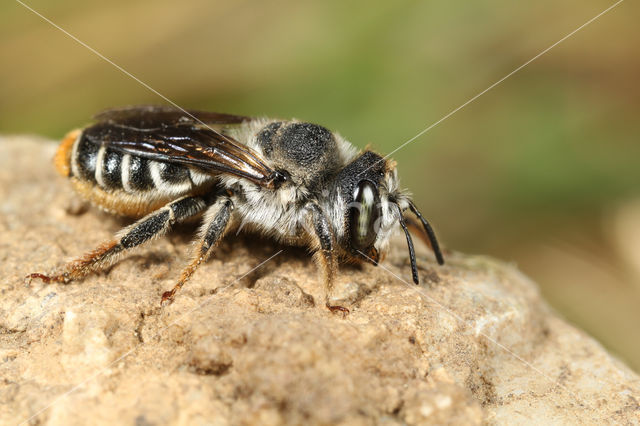 Lithurgus chrysurus