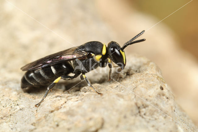 Hylaeus gibbus