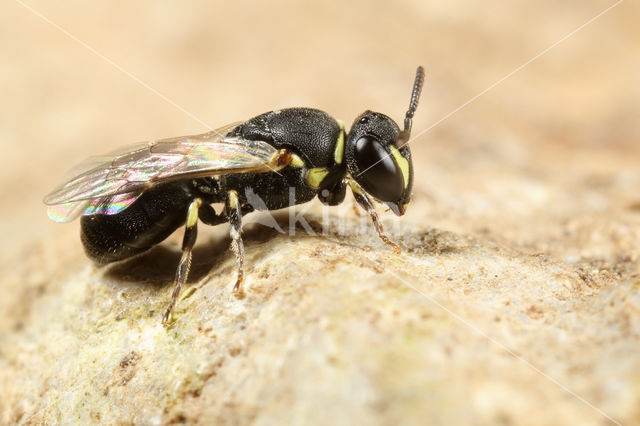 Hylaeus imparilis