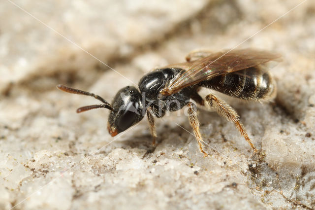 Lasioglossum politum