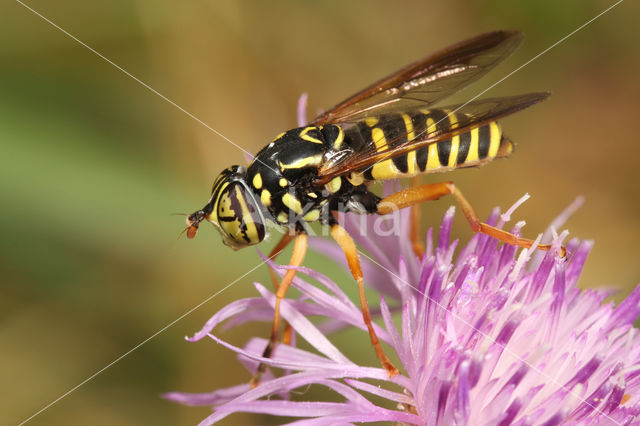 Kale Wespvlieg (Spilomyia saltuum)