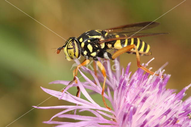 Spilomyia saltuum