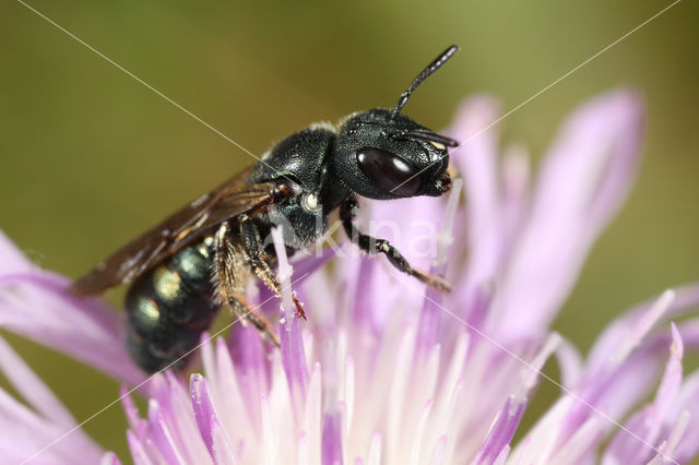 ertsbij (Ceratina chalybea)