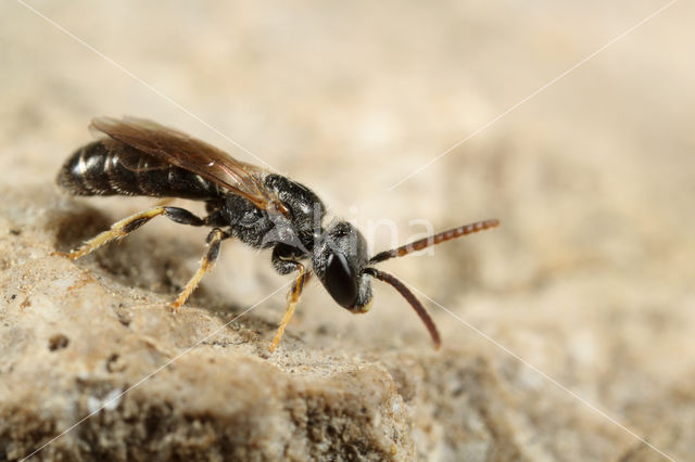 Lasioglossum glabriusculum