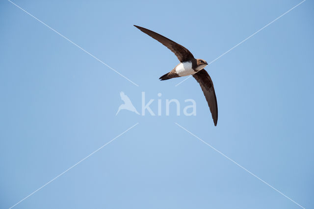 Alpine Swift (Apus melba)