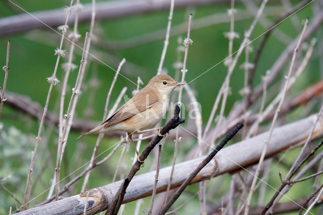 Bosrietzanger (Acrocephalus palustris)