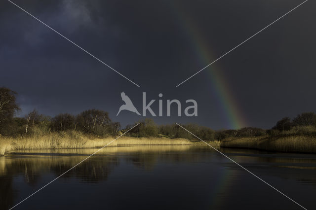 Riet (Phragmites australis)