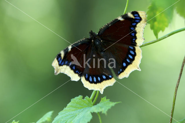 Camberwell Beauty (Nymphalis antiopa)