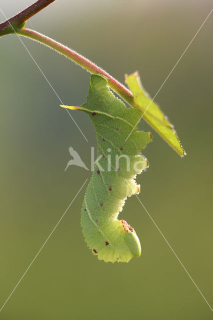 Populierenpijlstaart (Laothoe populi)