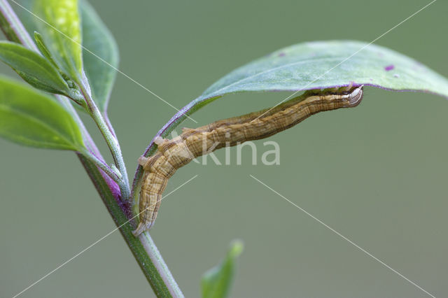 Bruine daguil (Euclidia glyphica)