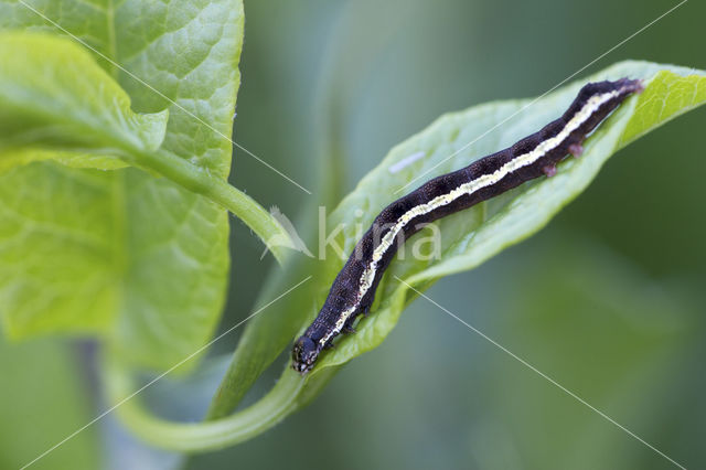 Panteruiltje (Emmelia trabealis)