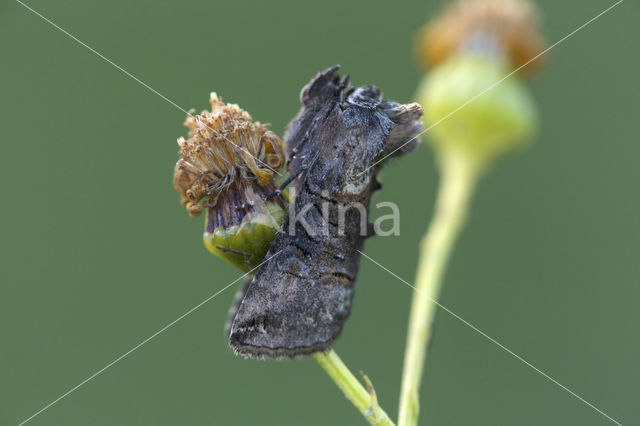 Brandnetelkapje (Abrostola tripartita)