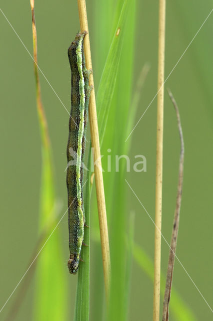 Panteruiltje (Emmelia trabealis)