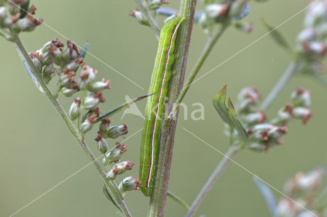 Maagdenuil (Eucarto virgo)