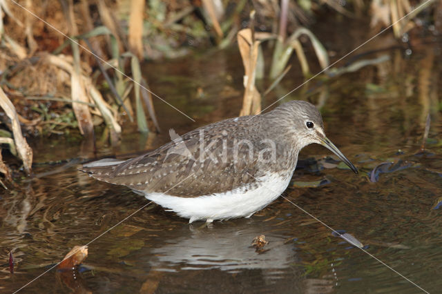 Green Sandpiper (Tringa ochropus)