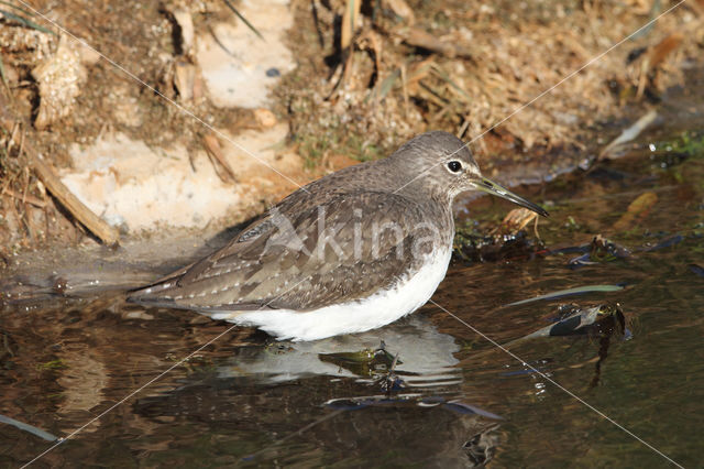 Witgatje (Tringa ochropus)