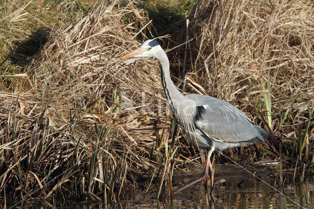 Blauwe Reiger (Ardea cinerea)