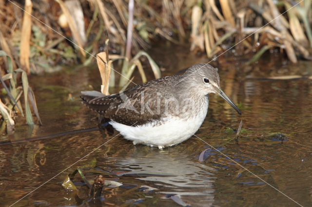 Green Sandpiper (Tringa ochropus)