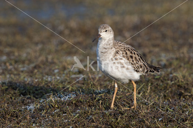 Kemphaan (Philomachus pugnax)