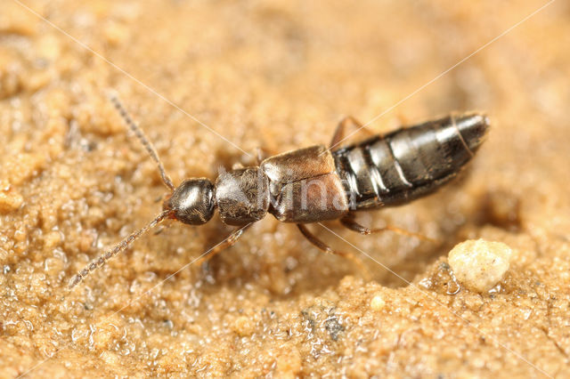 Aloconota gregaria