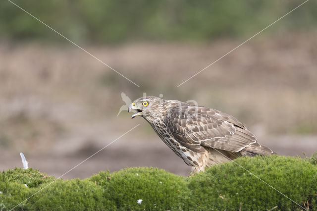 Havik (Accipiter gentilis)